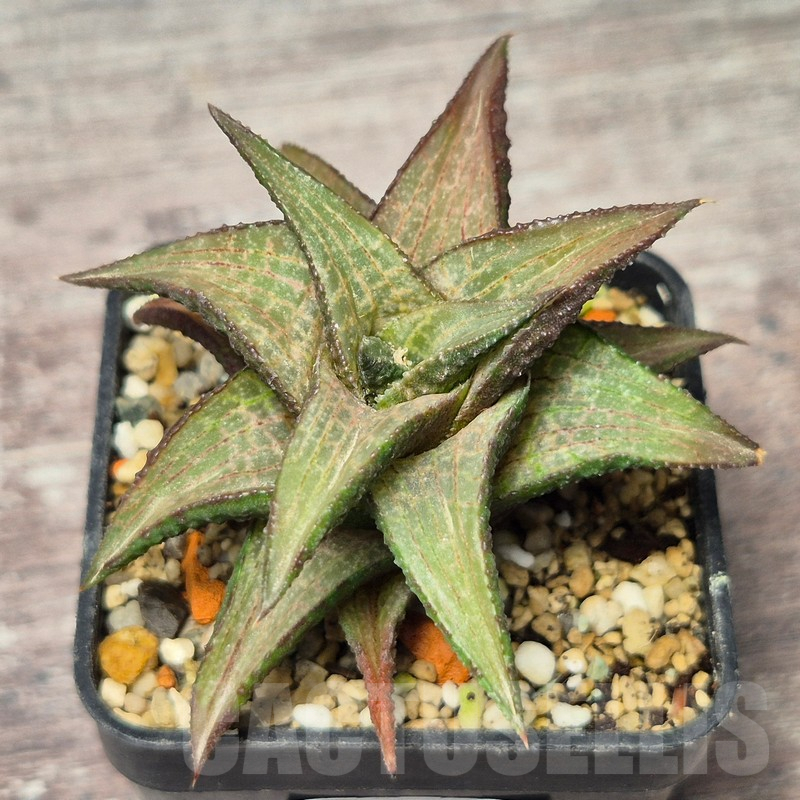 VVG17519 Haworthia coriacea x venosa – Bild 2