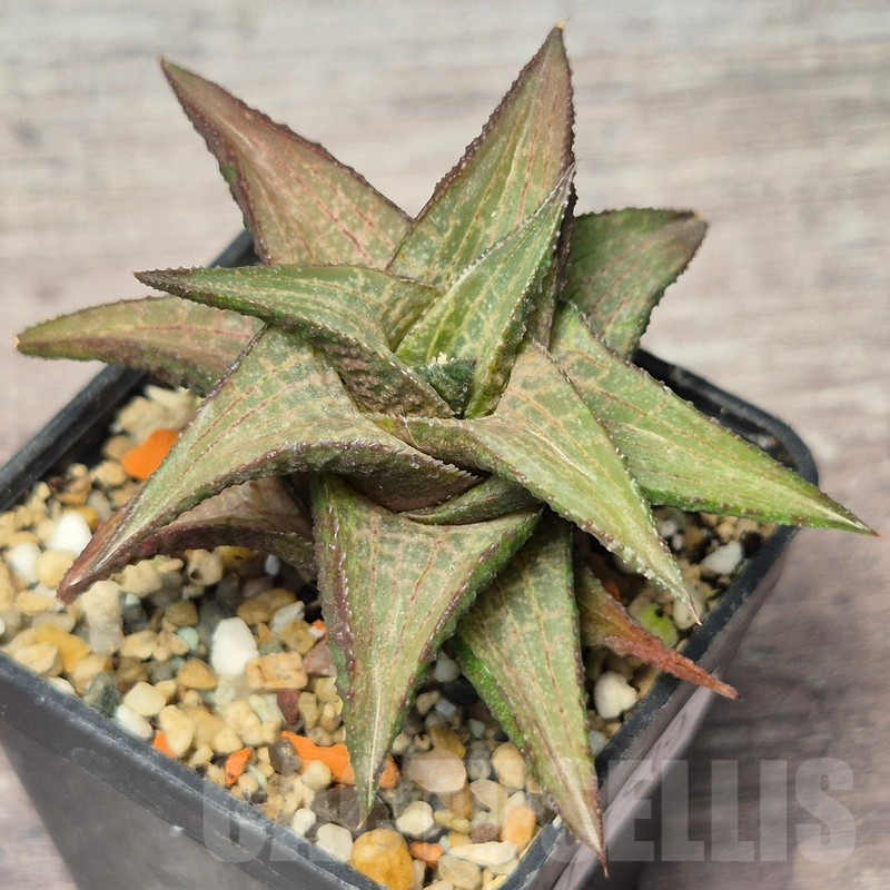 VVG17519 Haworthia coriacea x venosa