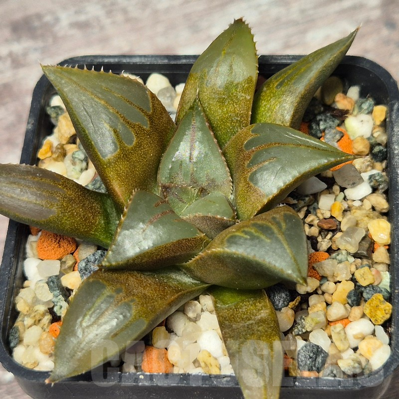VVG17520 Haworthia mirabilis v.mundula SH