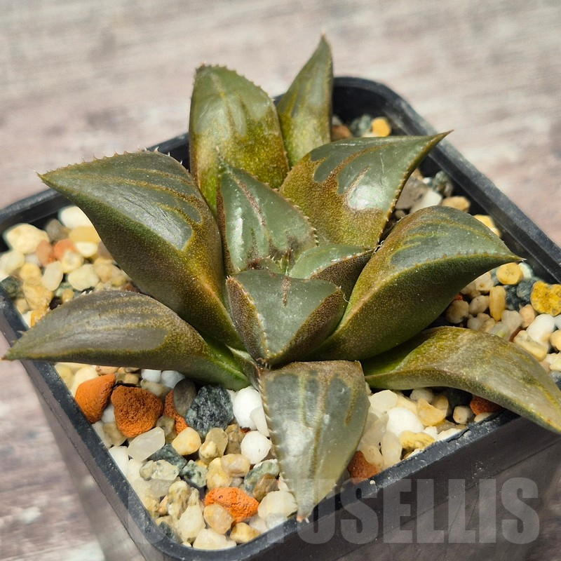 VVG17520 Haworthia mirabilis v.mundula SH - Obrázek 2