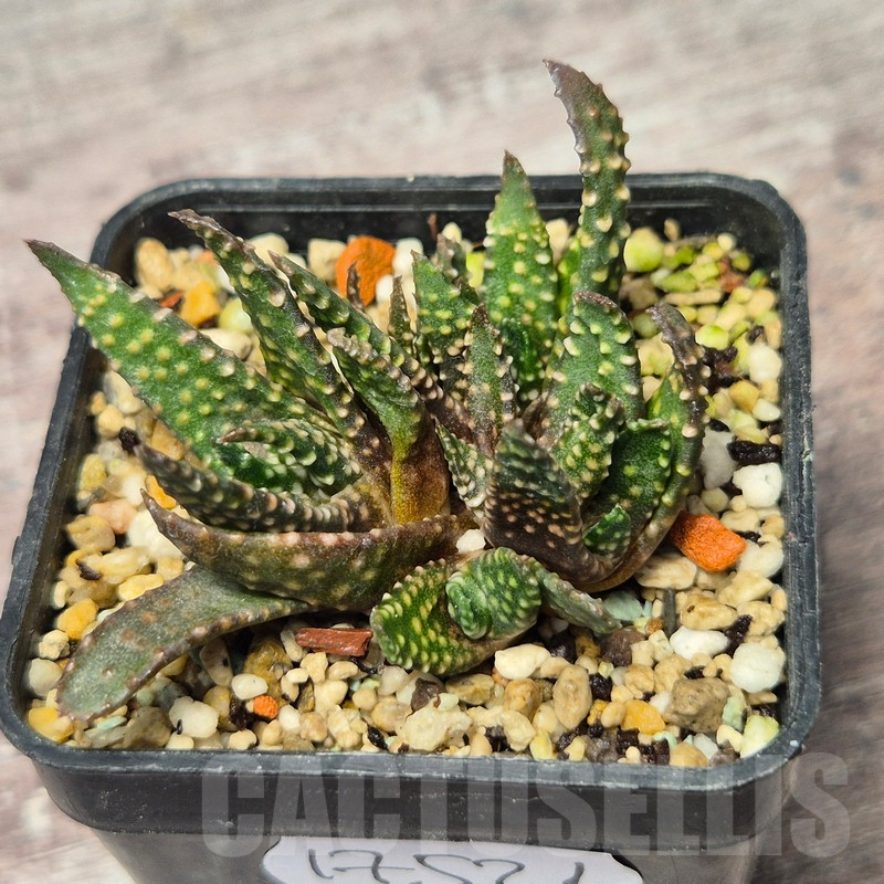 VVG17521 Haworthia pumila f.caespitosa