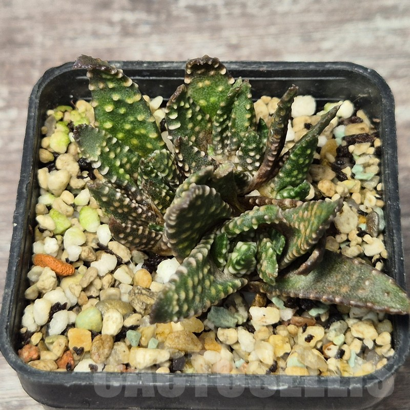 VVG17521 Haworthia pumila f.caespitosa - Image 2