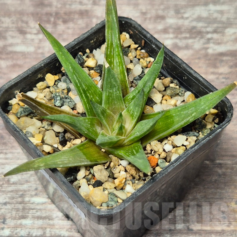 VVG17522 Haworthia zantneriana - Image 2