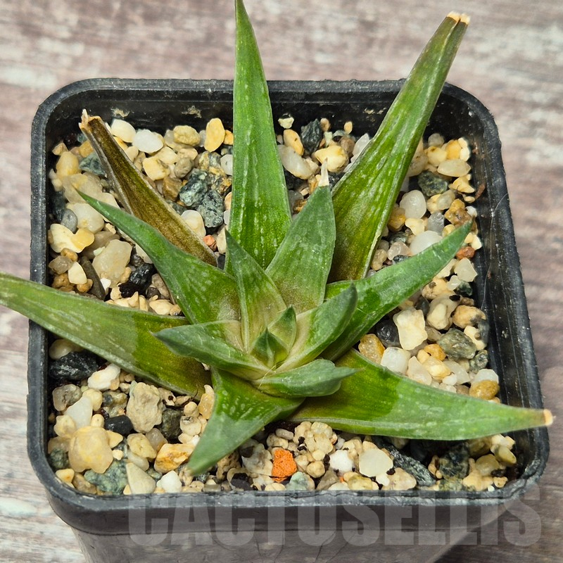 VVG17522 Haworthia zantneriana