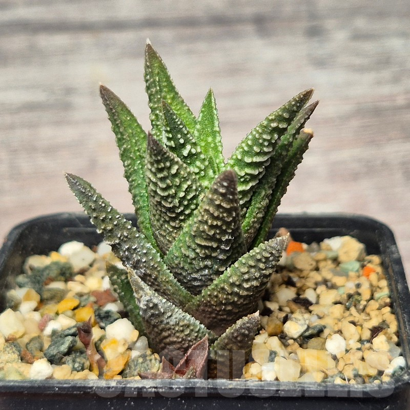 VVG17524 Haworthia nigra hybrid