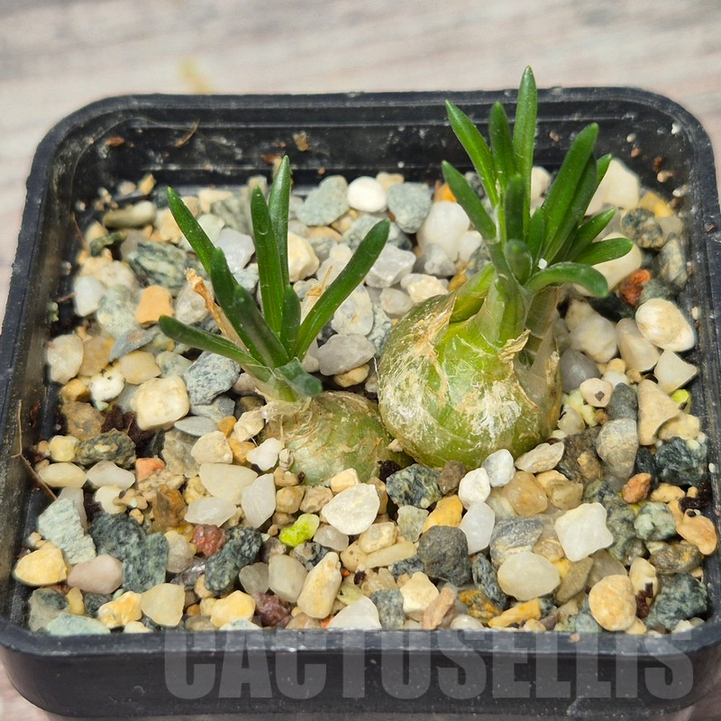 VVG17530 Ornithogalum lithopsoides