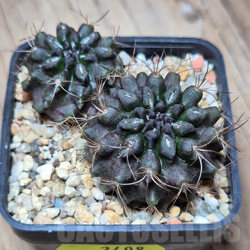 VVG2408 Neochilenia crispa 2 plants , seedling