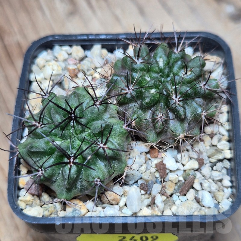 VVG2409 Neochilenia crispa 2 plants , seedling