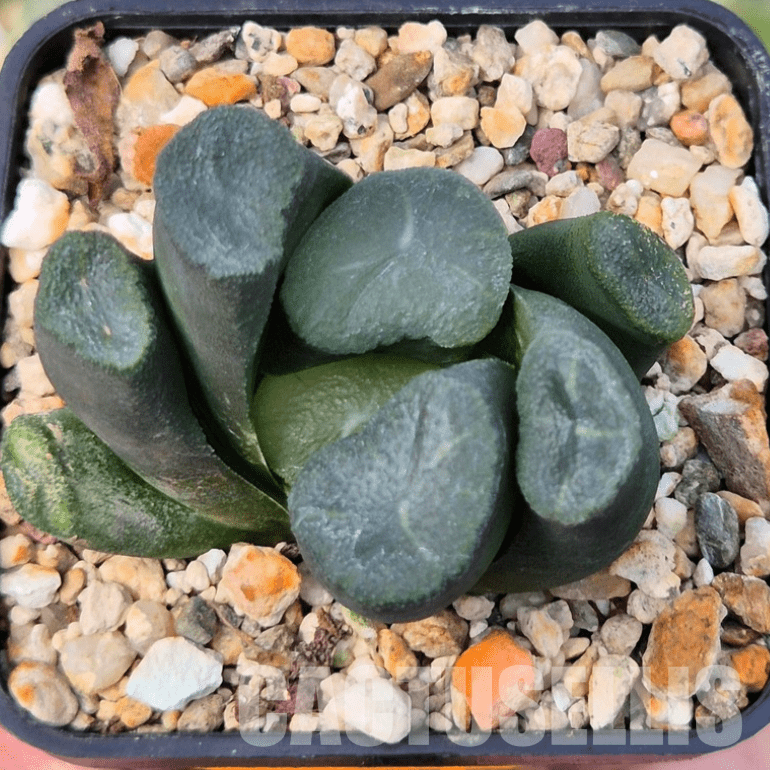 VVG608 Haworthia maughanii -Japan- seedling