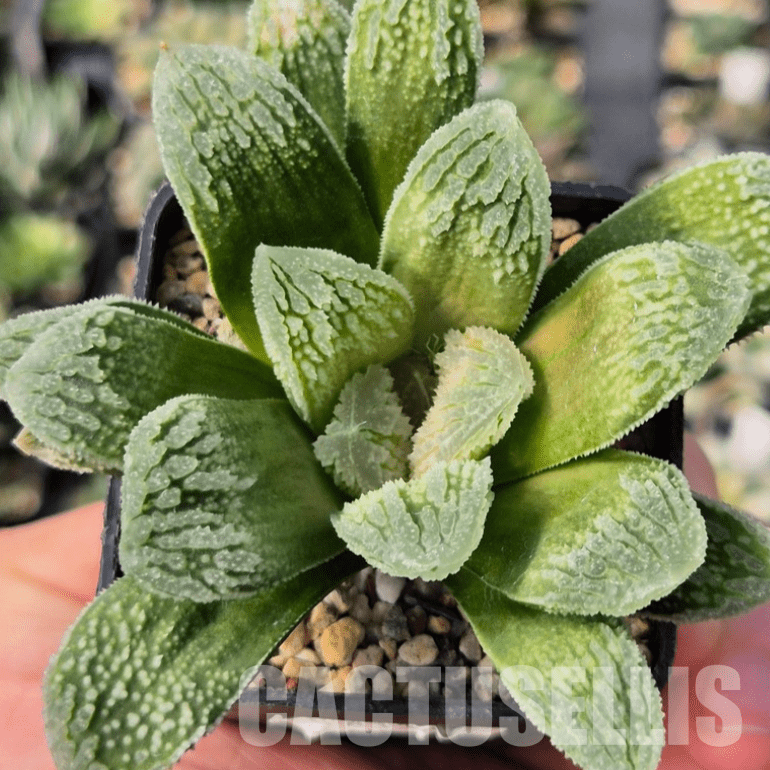 VVG8336 Haworthia VVG30 x VVG31