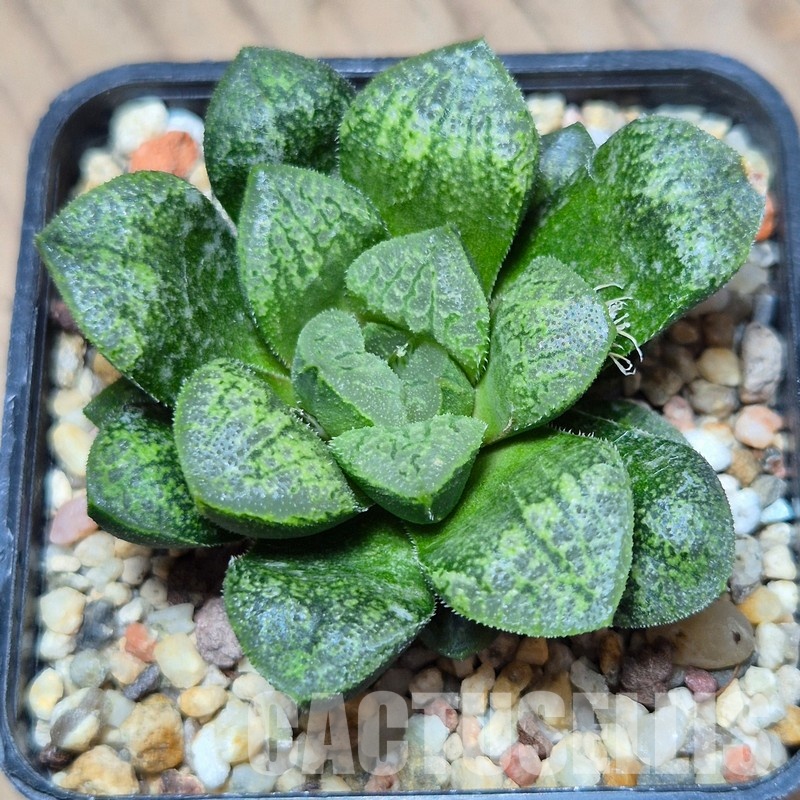 VVG9774 Haworthia schultiana x retusa x comptoniana hybrid F2