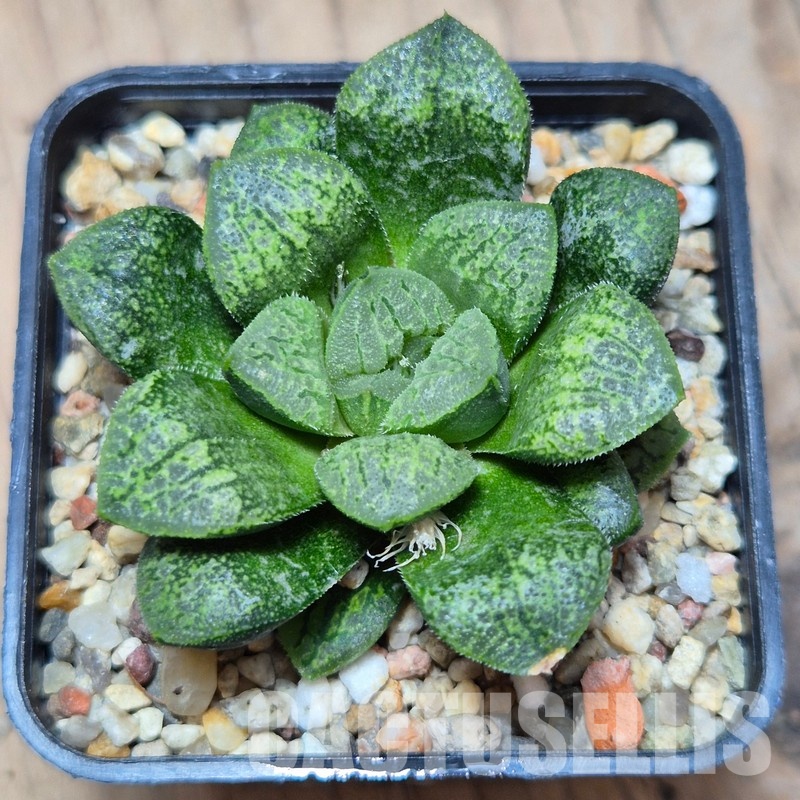VVG9774 Haworthia schultiana x retusa x comptoniana hybrid F2 – Bild 2