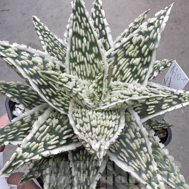 LOT954 10SEEDS Aloe EN1 harvest 2025