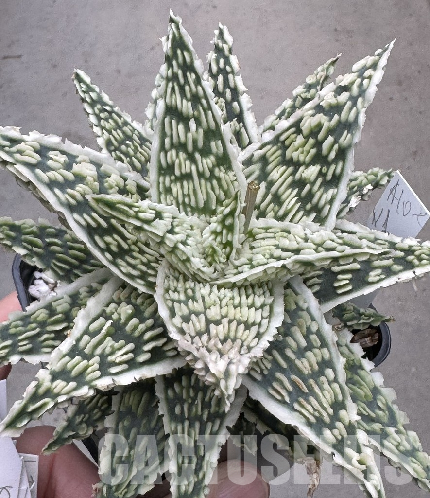 LOT954 10SEEDS Aloe EN1 harvest 2025
