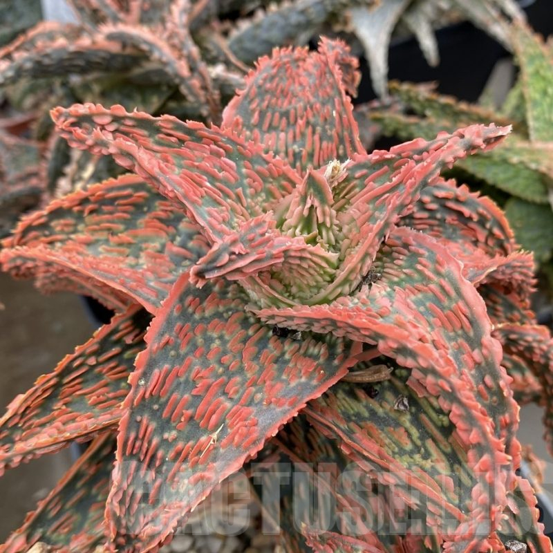 LOT948 20SEEDS  Aloe EN45 harvest 2025