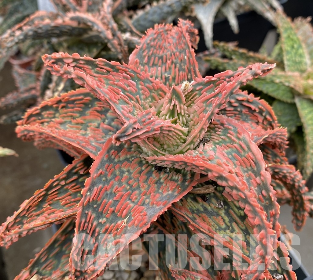 LOT948 20SEEDS Aloe EN45 harvest 2025
