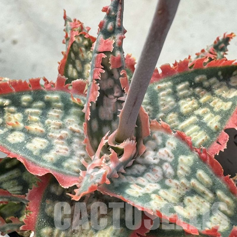 LOT945 20SEEDS Aloe EN242 harvest 2025