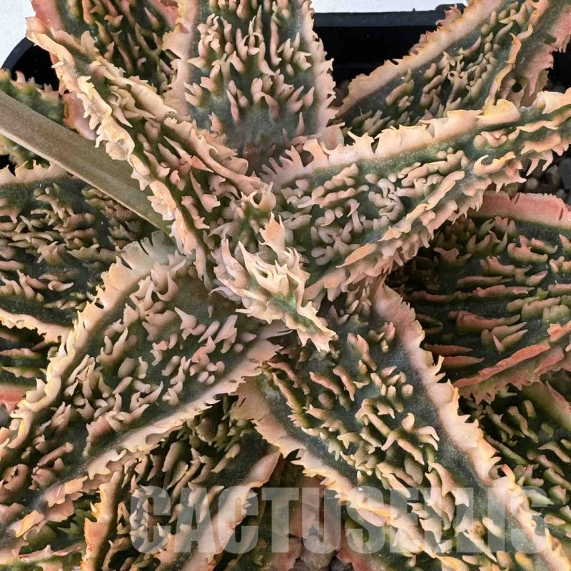 LOT950 20SEEDS Aloe EN345 harvest 2025