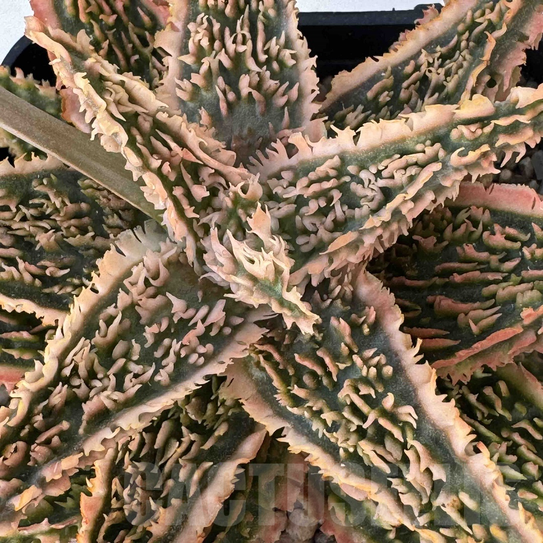 LOT950 20SEEDS Aloe EN345 harvest 2025