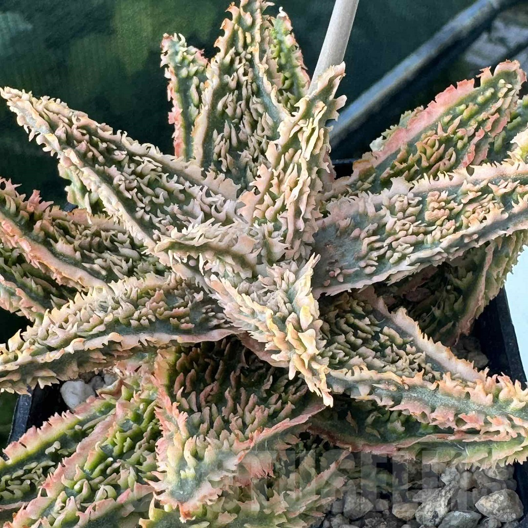 LOT950 20SEEDS Aloe EN345 harvest 2025 - immagine 9