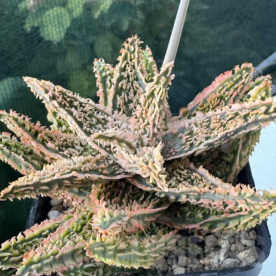 LOT950 20SEEDS Aloe EN345 harvest 2025 - immagine 8