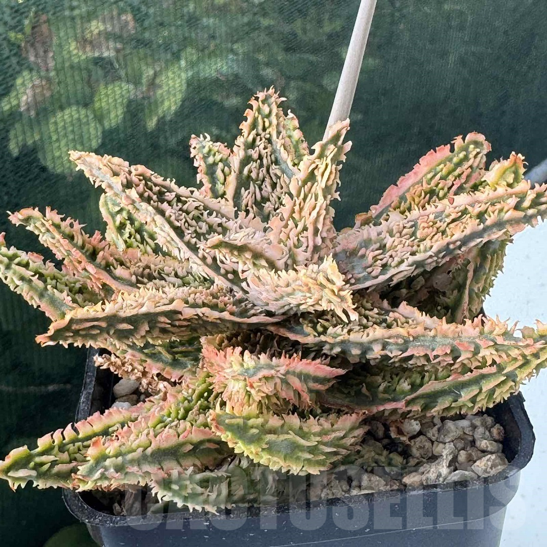 LOT950 20SEEDS Aloe EN345 harvest 2025 - immagine 7