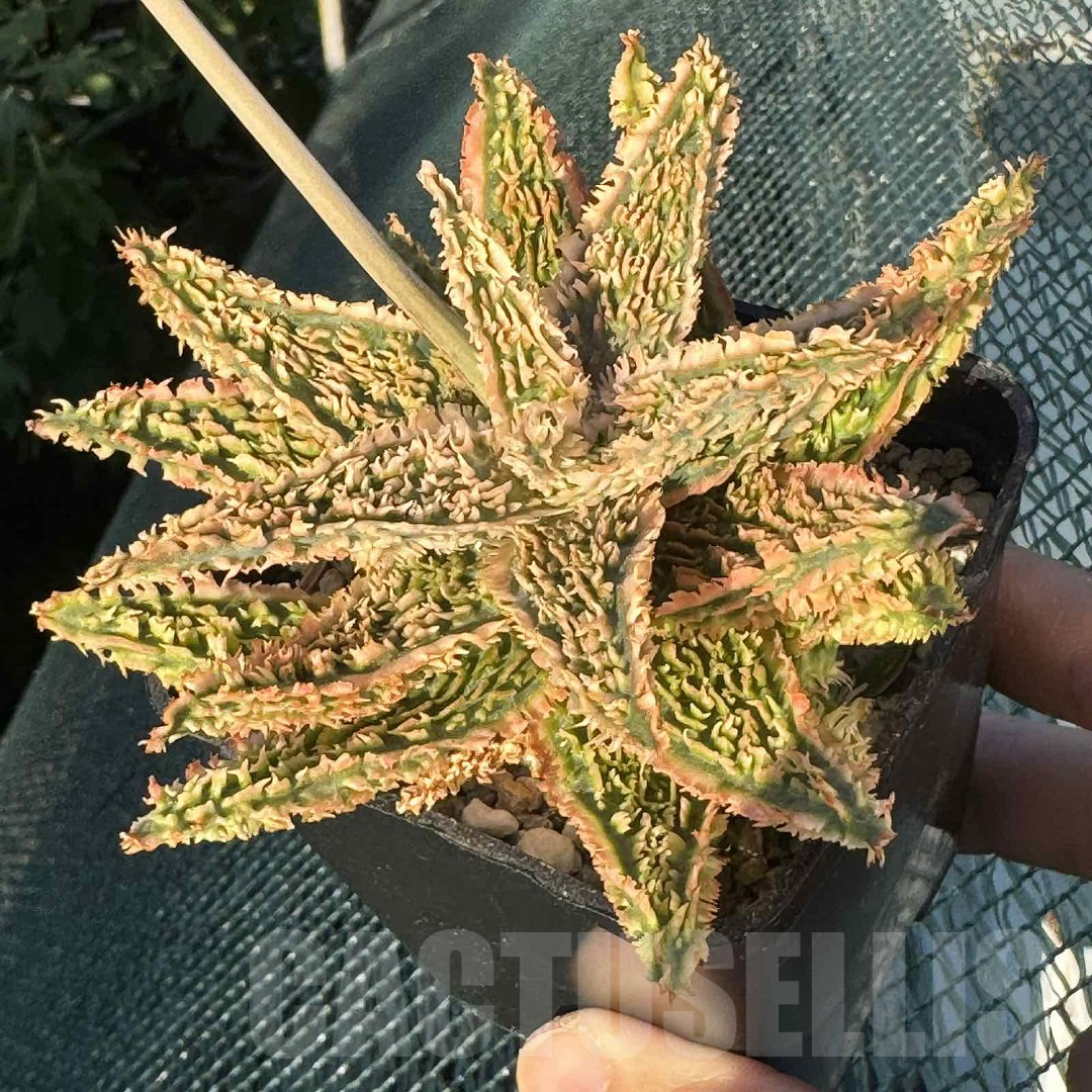 LOT950 20SEEDS Aloe EN345 harvest 2025 - immagine 6