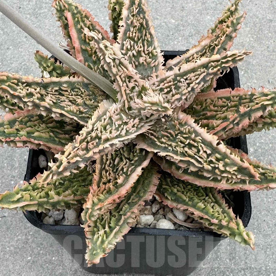 LOT950 20SEEDS Aloe EN345 harvest 2025 - immagine 5