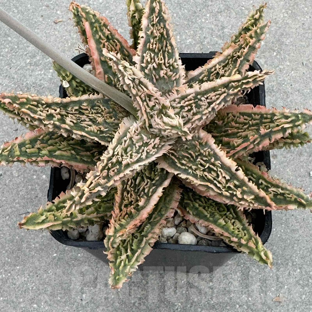 LOT950 20SEEDS Aloe EN345 harvest 2025 - immagine 4