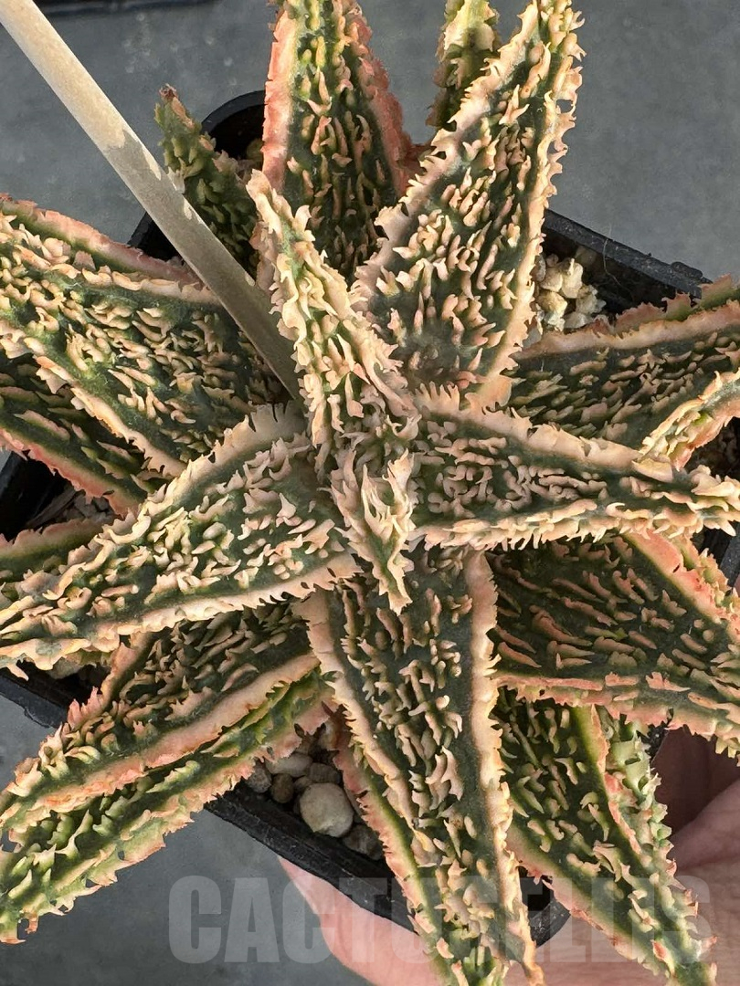 LOT950 20SEEDS Aloe EN345 harvest 2025 - immagine 3