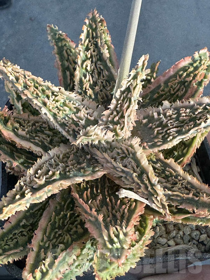 LOT950 20SEEDS Aloe EN345 harvest 2025 - immagine 2