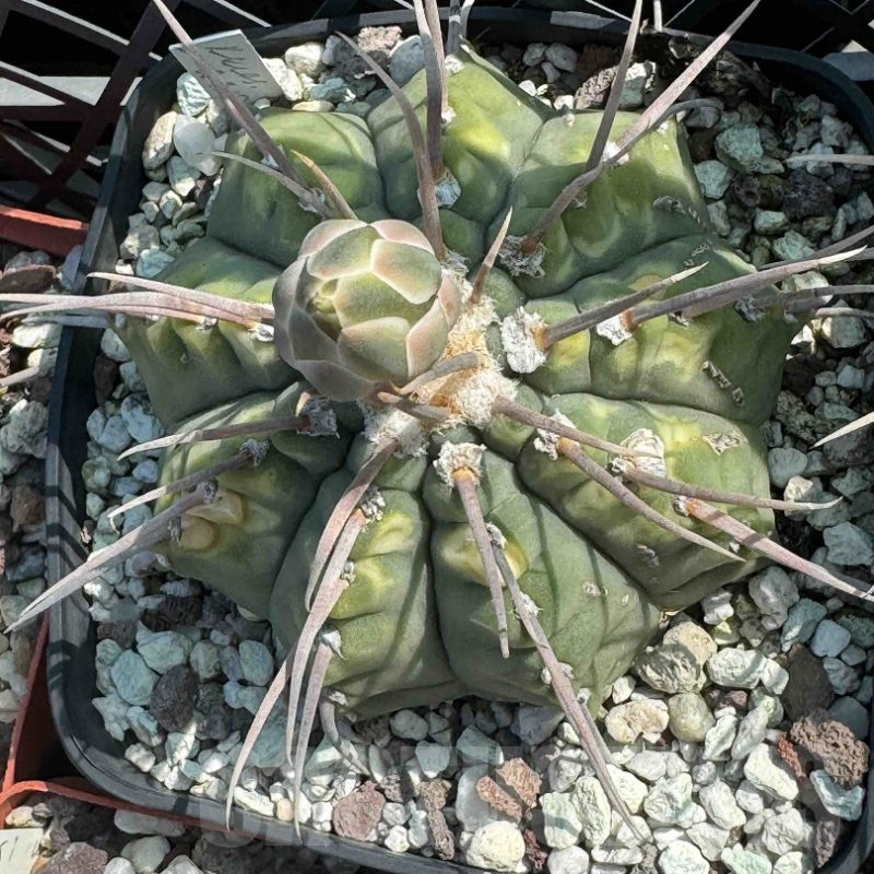 LOT937 20 SEEDS Gymnocalycium vatteri, 1 yellow long spine; 2025