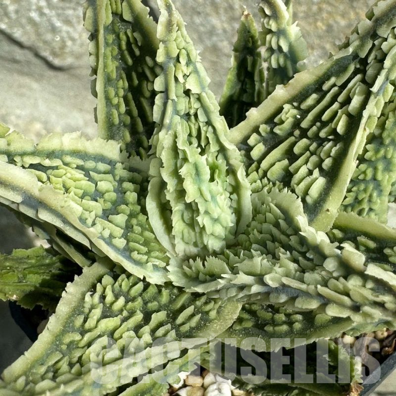 LOT946 20SEEDS Aloe EN347 harvest 2025