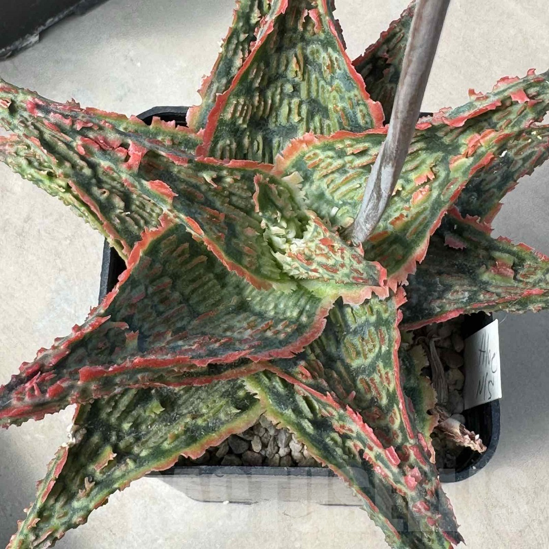 LOT949 20SEEDS Aloe EN15 harvest 2025 – Bild 3