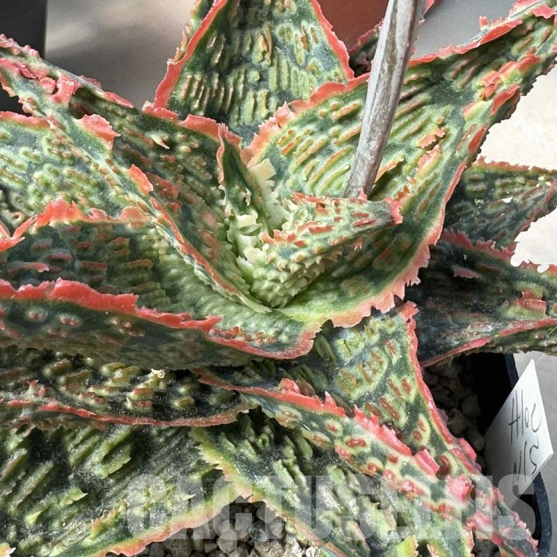 LOT949 20SEEDS Aloe EN15 harvest 2025