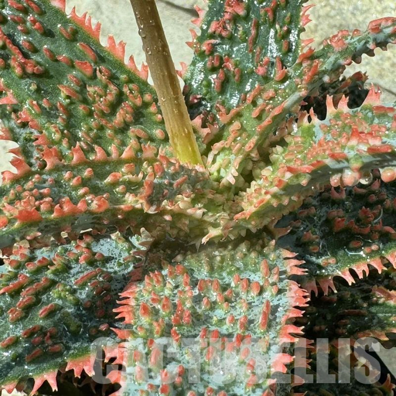 LOT947 20SEEDS Aloe EN347 harvest 2025