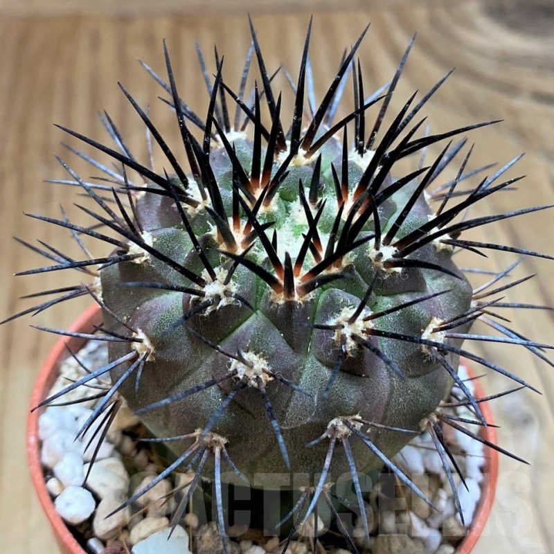 SH18326 Copiapoa dealbata CGC15274, grafted