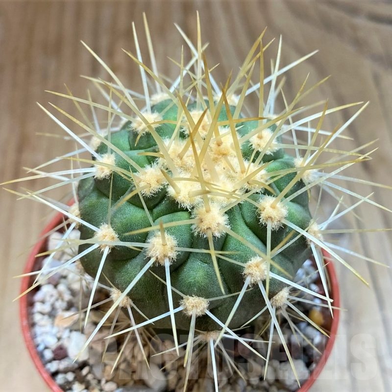 SH18295 Copiapoa gigantea SL-39-24, grafted