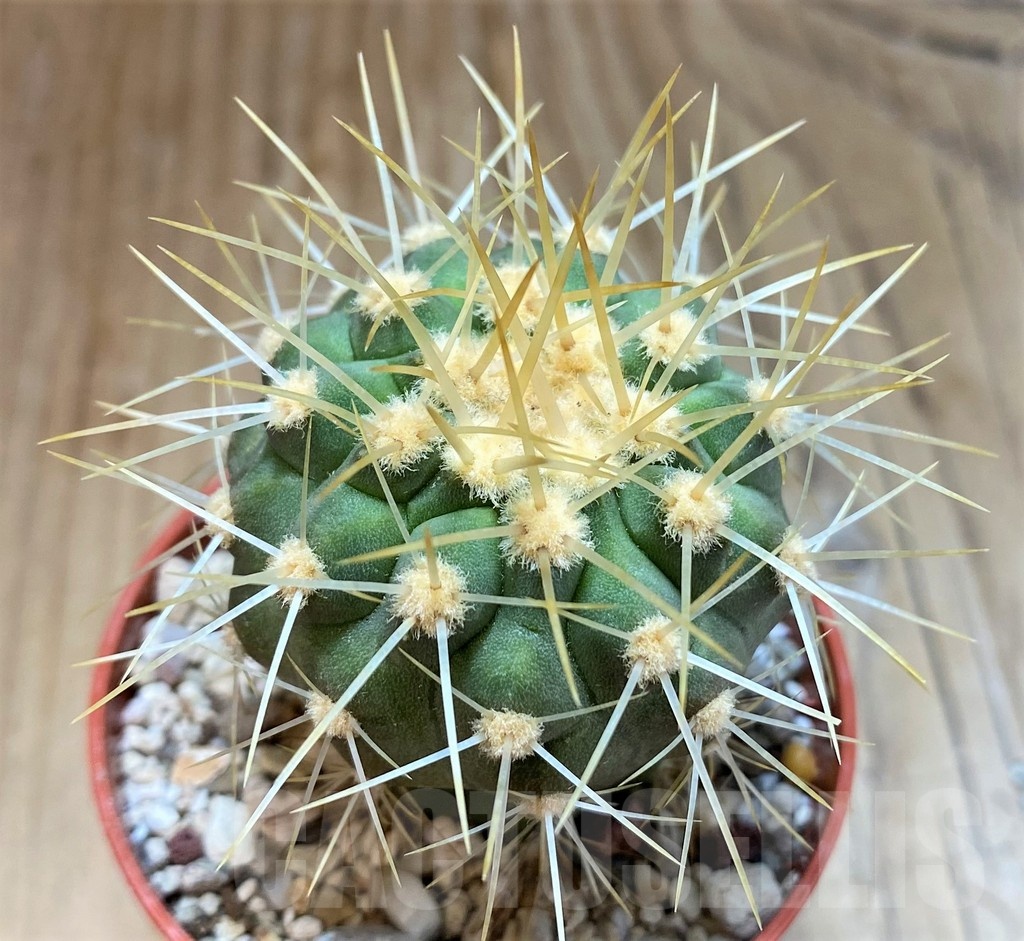 SH18295 Copiapoa gigantea SL-39-24, grafted