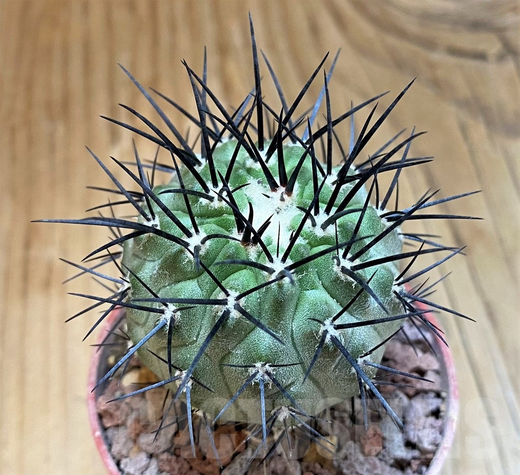 SH18329 Copiapoa dealbata v. carrizalensis GCG15254b, grafted