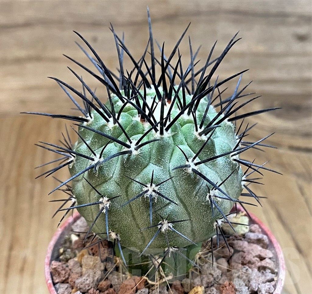 SH18329 Copiapoa dealbata v. carrizalensis GCG15254b, grafted - Image 2