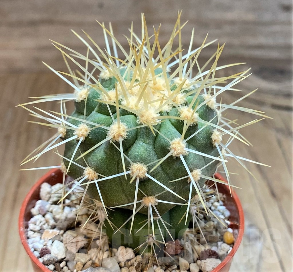 SH18295 Copiapoa gigantea SL-39-24, grafted - Image 2