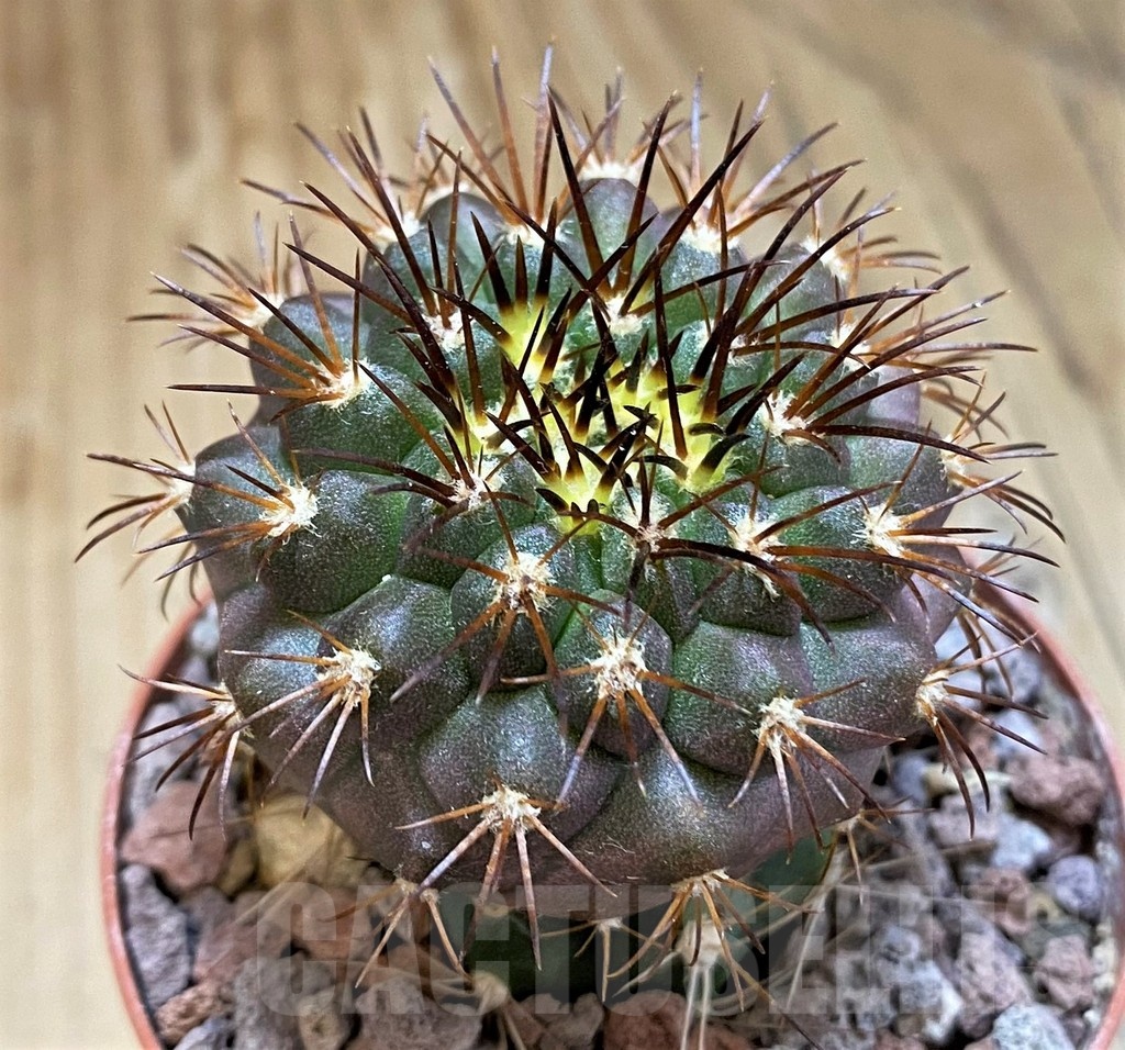 SH18331 Copiapoa longistaminea GCG15303, grafted