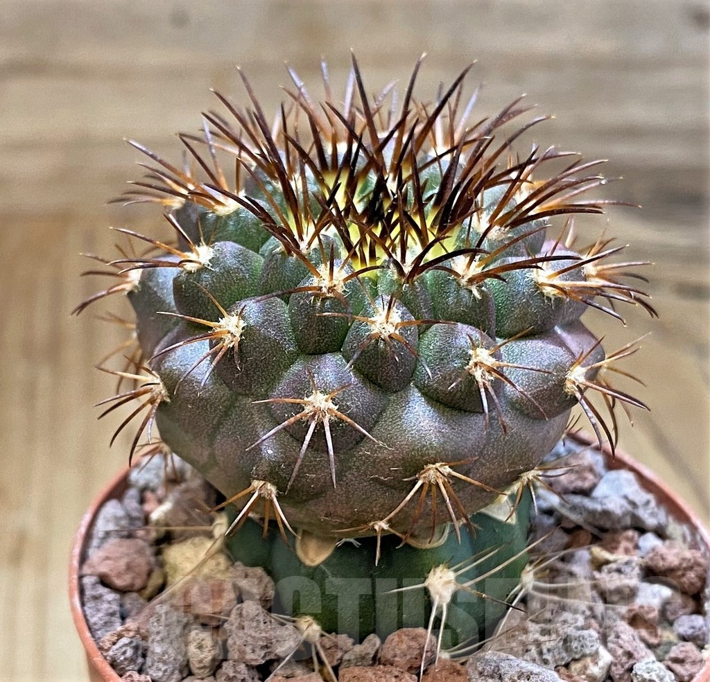 SH18331 Copiapoa longistaminea GCG15303, grafted - immagine 2