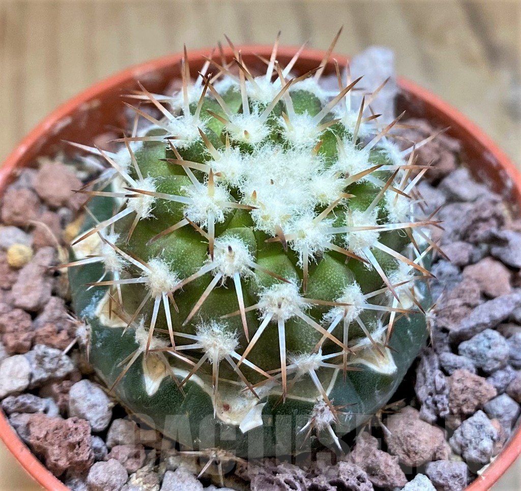 SH18333 Copiapoa cinerea, grafted