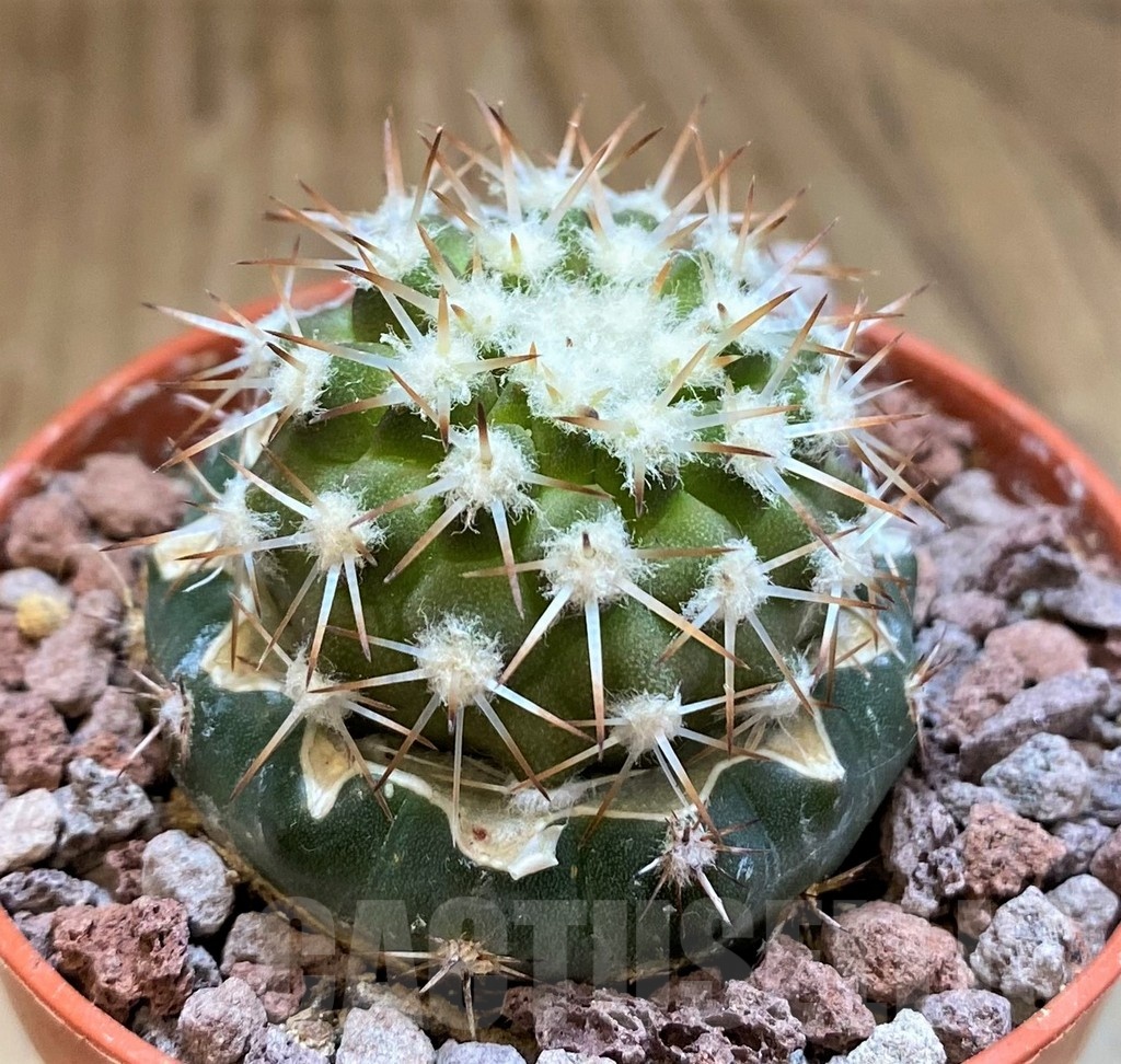 SH18333 Copiapoa cinerea, grafted - Image 2