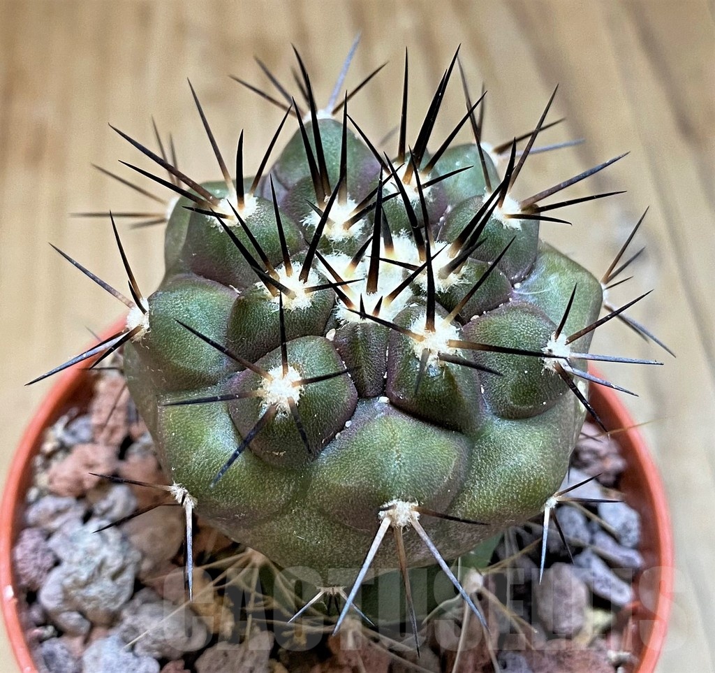 SH18336 Copiapoa cinerea SI-40-24, grafted