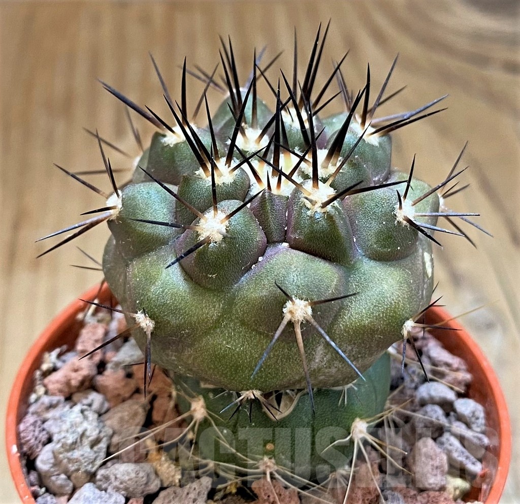 SH18336 Copiapoa cinerea SI-40-24, grafted - Image 2