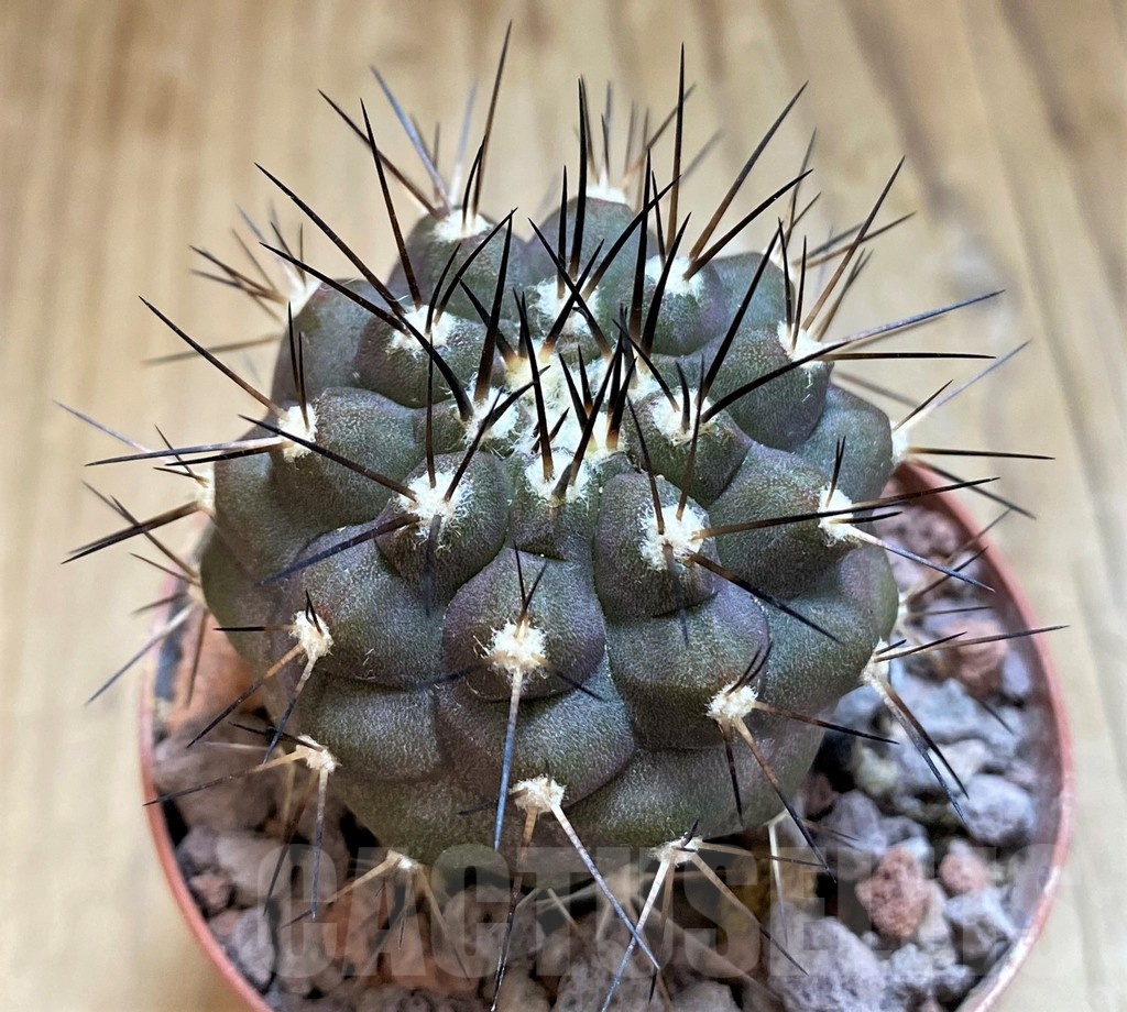 SH18337 Copiapoa cinerea SI-40-24, grafted
