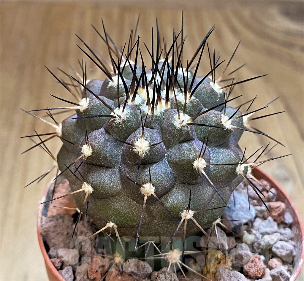 SH18337 Copiapoa cinerea SI-40-24, grafted – Bild 2
